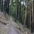 Last stretch of forest on Contour Path