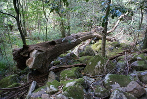 Twisted tree along Contour Path