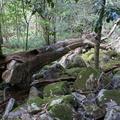 Twisted tree along Contour Path