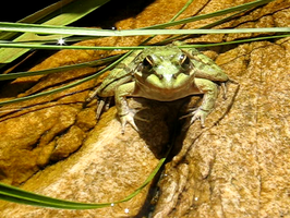 Frog in water at Crystal Pools (Video)