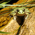 Frog in water at Crystal Pools (Video)