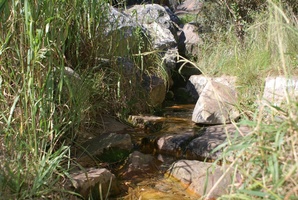 Stream at Platteklip Gorge