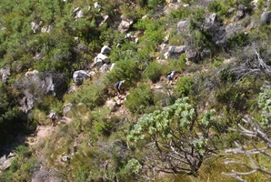 Hikers ascending Platteklip Gorge