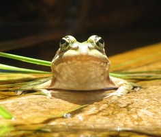 Frog - Taken by Chantel