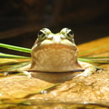 Frog - Taken by Chantel
