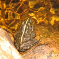 Frog - taken by Chantel