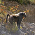 Baboon on Du Toit's Kloof Pass, South Africa
