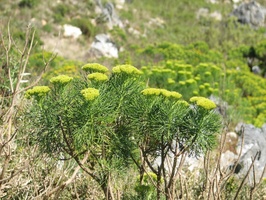 Plant on Sir Lowry's Pass, South Africa