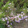 Wild Flowers at East Fort, Hout Bay