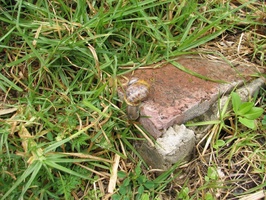 Snail on brick by Ruined House, Hout Bay