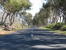 Tree lined road between Cape Point and Scarborough