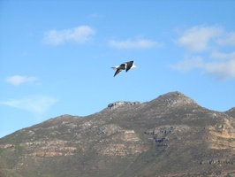 Seagull flying past, Hout Bay Harbour