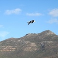 Seagull flying past, Hout Bay Harbour