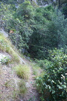 Path leading back into forest on Contour Path