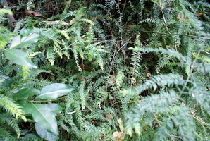 Closeup of Forest undergrowth along Contour Path