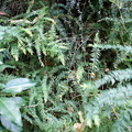 Closeup of Forest undergrowth along Contour Path