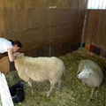 Chantel kissing a sheep
