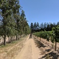 Riding along the vineyards