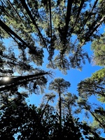 Pine trees canopy