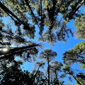 Pine trees canopy