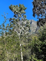 Silvertree with Table Mountain behind it