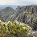 Devil's Peak with flowers in foreground on Table Mountain