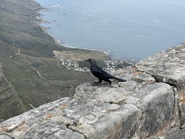 Bird on Table Mountain