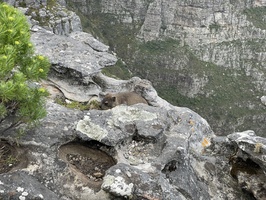 Dassie on the rocks below restaurant