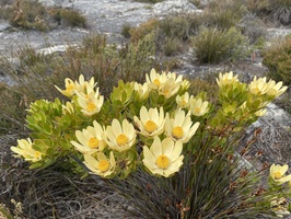 Flowers on top of Table Mountain