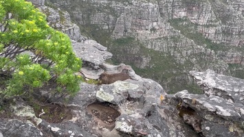 Video: Dassie on Table Mountain