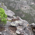 Video: Dassie on Table Mountain